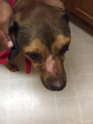 Gash my pup got while boarded at LaVergne Vet Clinic