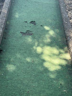 Example of turf condition on some holes.