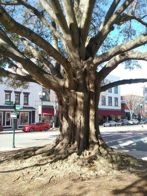 Massive beautiful tree