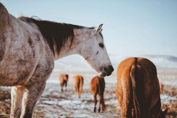 Animal Photography