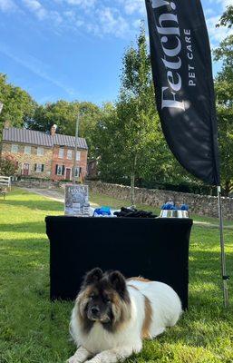 Molly, the beautiful longhaired Akita became the Fetch mascot for the day!