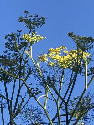 Wild fennel