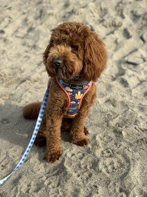 Elite Blend Labradoodles