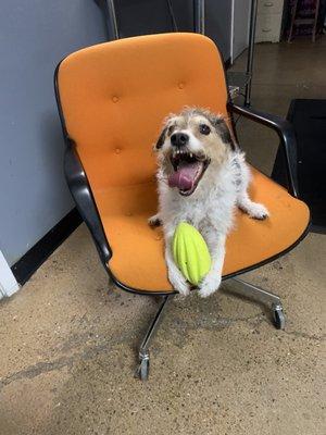 Frodo loved playing catch during his week long stay at K-9 Cuts. He is shuck a good boy!