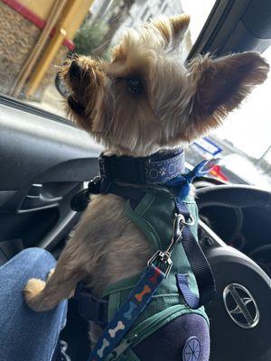 Churro make dog yorkie