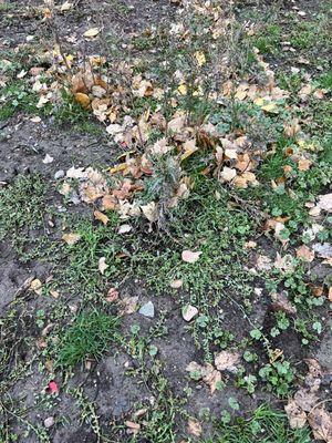 Weeds and mud at a city 'maintained' park.