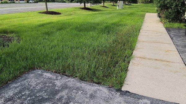 My lawn looks like a Hay field.