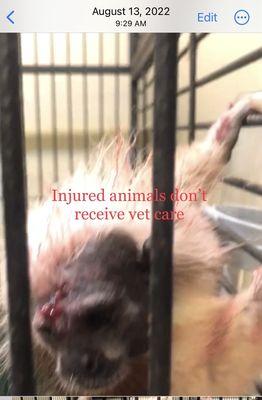 Animals suffer illness and injury without proper care