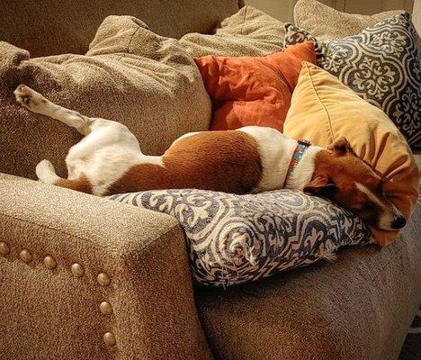 In home pet care = this level of comfort!