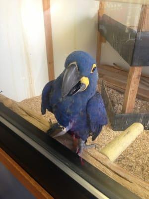 There's an adorable parrot that hangs out in the waiting area while your car is being washed! :)