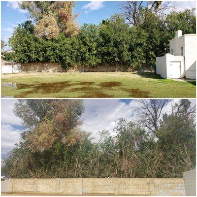 Oleander trim