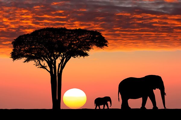 We can help plan your bucket list safari to Kenya, Tanzania, South Africa, and beyond!