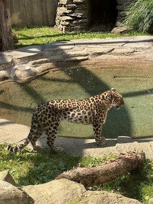 Amur leopard