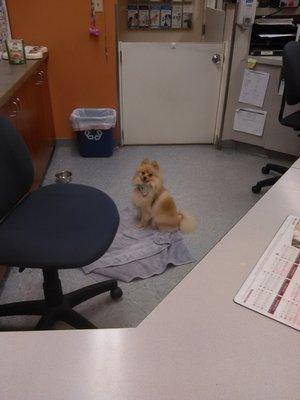 "Bodhi" working very hard at my pet clinic