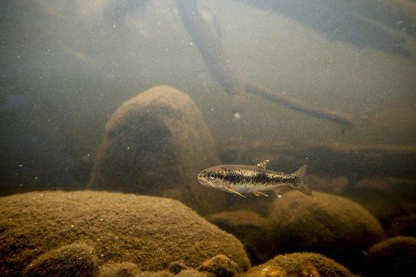 Flow, the resident cutthroat trout who lives at the Northwest Stream Center