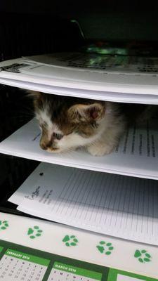 Spock foster kitten in 2016 helping our receptionist!