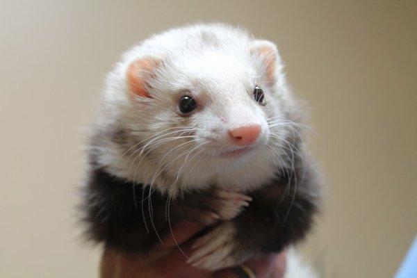 Ferrets and other small mammals