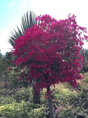 Bougainvillea, Inc