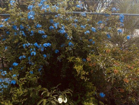 Beautiful blue flowers:)