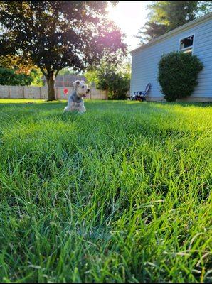 Backyard. Using pet and kid friendly organic products.