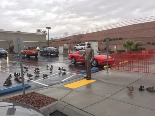 Mallards looking for leftovers...