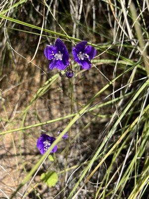 Parry's Phacelia