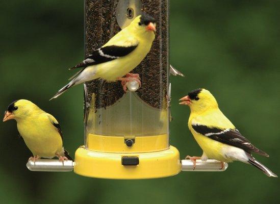 Looks like Goldfinch Happy Hour at our Finch Feeder!