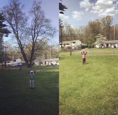 Before and after of a 65 foot maple tree. Only a 5 hour difference!