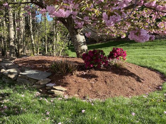 new flowers planted under the tree, bushes trimmed