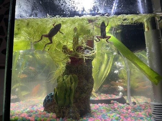 My frogs are so happy with their new set up thanks to Jurassic Pets staff for helping teach me!!