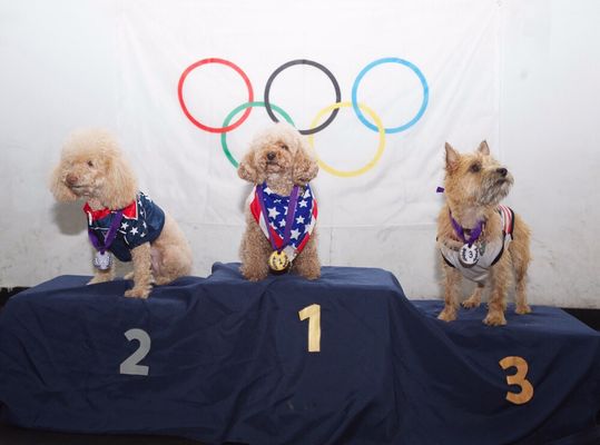 Doggie Olympics