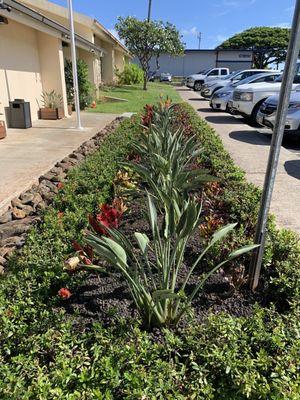 Landscaping touch up.