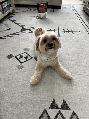 Feeling very playful after his groom. Look at this paws