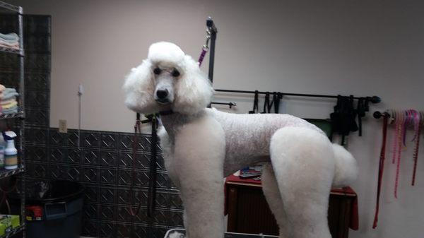 Carla's Dog Grooming