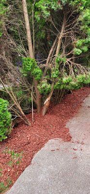 Damaged tree from their truck