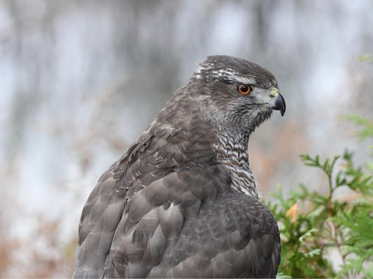 Hawkeye Bird and Animal Control