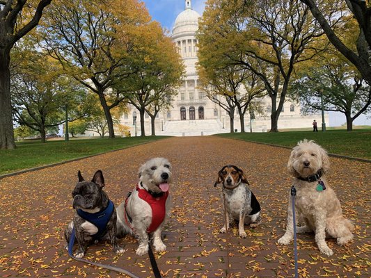 Pack walk around downtown Providence!