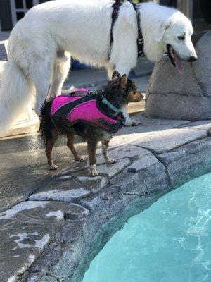 Mini Pinscher and Great Pyrenees