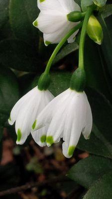 Winter flowers