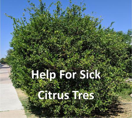 Help For Sick Citrus Trees https://tree-disease-treatments-mesa-az.com/