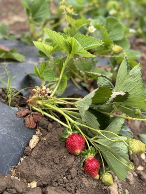 Berry Island Farms