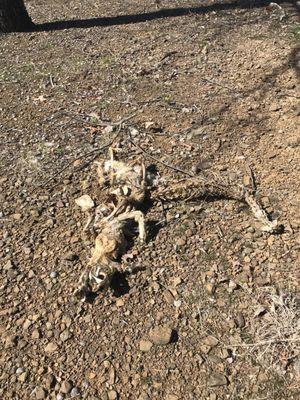 Dead coyote in our camp site? We definitely heard them all night long