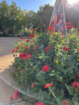 Zinnias in the garden