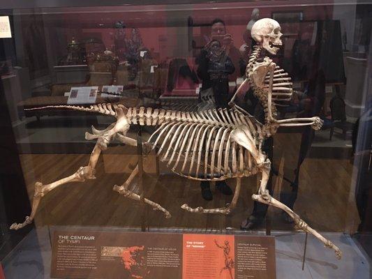 Skeleton of a centaur