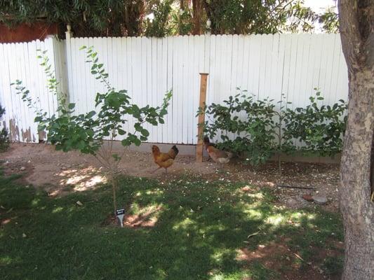 free-range chickens