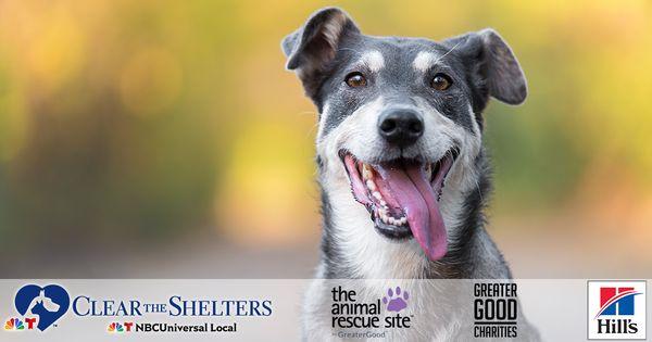 Check out our Facebook Page and Click on our Clear The Shelter link sponsored by Hills Pet Nutrition!