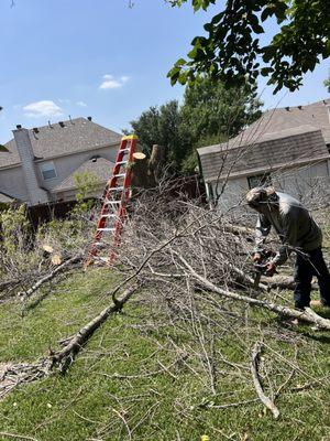 Ibarra Tree Service