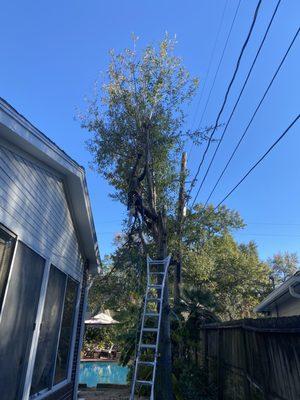 tree service 10 years of experience we guarantee our work and the best prices