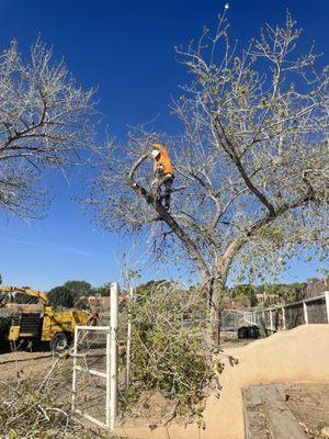 Gary up in the tree