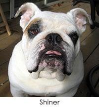 Our other English Bulldog - Shiner